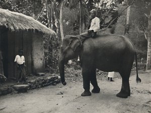 Elefante en un camino cerca de Kandy, 1926 de Unbekannt