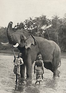 Elefante en el Mahavaliganga, 1926 de Unbekannt