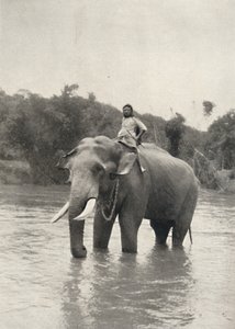 Elefante con cornaca en la Mahavaliganga, 1926 de Unbekannt