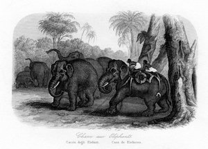 Caza de elefantes, India, c. 1840 de Unbekannt