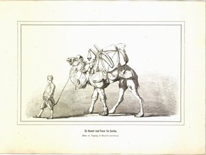 Un camello con guía de Sardes. Ilustración del libro Brogede rejsebilleder de Jerichau-Baumann, Elisabeth y publicado por Forlagsbureauet (Copenhague, 1881) de Unbekannt