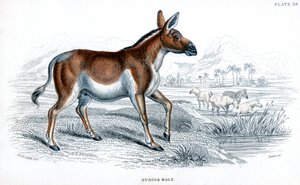 Grabado de una Quagga, c1830
