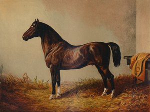 Pony Hack Don Carlos entero, c1897 de Unbekannt