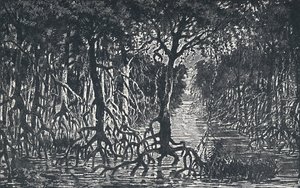 Bosque ecuatorial africano de Unbekannt