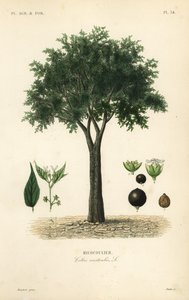 Árbol de ortiga europeo, hackberry mediterráneo, árbol de loto o honeyberry, Celtis australis, micocoulier de Unbekannt