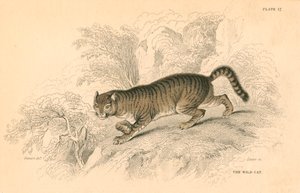 Gato montés europeo Felis silvestris, 1828 de Unbekannt