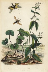 Jengibre silvestre europeo, Libelloides longicornis, algodoncillo, y mosca asesina de avispón de Unbekannt