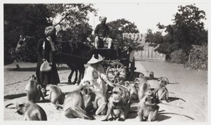 Mujer europea alimentando a un grupo de monos, India, c 1910