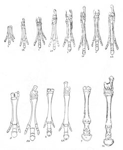 Evolución del Caballo