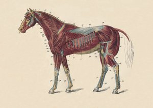 Músculos y tendones externos del cuerpo del caballo, c. 1879 de Unbekannt