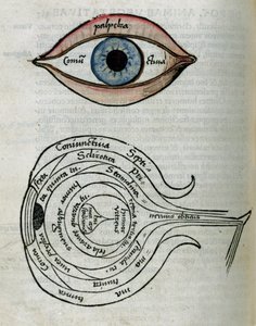 Estructura de los ojos de Unbekannt