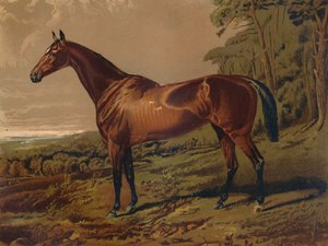 Bella Nell, c. 1879 de Unbekannt