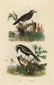 Hada mosca, Mymar pulchellum 1, hormiguero de borde blanco del sur, Formicivora grisea 2 y hormiguero de garganta negra, Myrmophylax atrothorax melanura 3 de Unbekannt