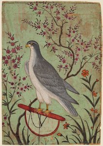 Halcón en una percha, c. 1610 de Unbekannt