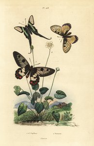 Falso apolo, Archon apollinus 1, cola de dragón blanca, Lamproptera curius 2, y mariposa de alas transparentes, Cressida cressida 3, hierba de parnaso, Parnassia palustris 4 de Unbekannt