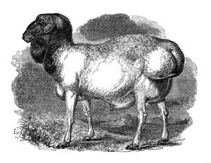 Oveja de rabadilla gorda de Tartaria, 1848