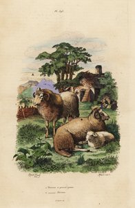 Oveja de cola gorda, Ovis aries 1, y oveja Merino, Ovis aries 2