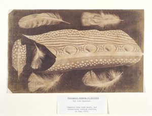Plumas, c 1840 de Unbekannt