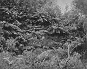 Valle de los Helechos, bajo el Monte Wellington, siglo XIX
