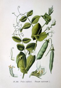 Guisante de campo y jardín, 1893 de Unbekannt