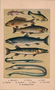 Peces, 1907 de Unbekannt
