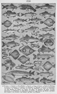 Peces, 1907