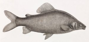 Peces: Le Characin Nefasch