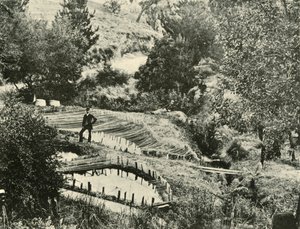 Estanques de peces, Ercildoune, cerca de Ballarat, 1901
