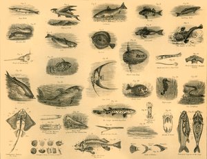 Peces, c1910 de Unbekannt