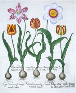 Cinco tulipanes, 1613 de Unbekannt