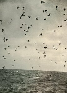 Vuelo de petreles antárticos, c1908, 1909