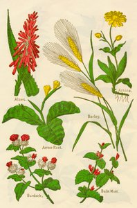 Flores: Aloe, Árnica, Raíz de Flecha, Cebada, Menta Bálsamo, Bardana, c1940 de Unbekannt