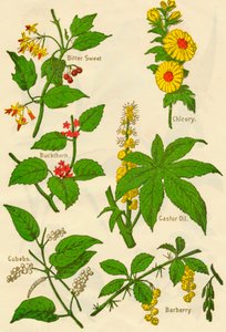 Flores: Amarga Dulce, Espino Cerval, Cubebas, Achicoria, Aceite de Ricino, Agracejo, c1940