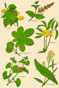 Flores: Lúpulo, Menta de caballo, Castaño de Indias, Hellebore, Hiedra terrestre, Rábano picante, c1940