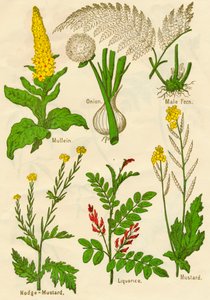 Flores: Gordolobo, Cebolla, Helecho macho, Mostaza de nódulo, Regaliz, Mostaza, c1940 de Unbekannt
