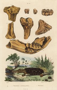 Huesos fósiles de un mastodonte americano extinto, Mammut americanum 1, y mata mata, Chelus fimbriata 2