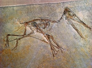 Esqueleto fósil de un pterodáctilo, de la colección del Museo Británico