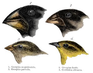 Cuatro de las especies de pinzones observadas por Darwin en las Islas Galápagos de Unbekannt