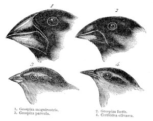 Cuatro de las especies de pinzones observadas por Darwin en las Islas Galápagos