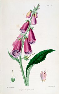Dedalera Digitalis purpurea, siglo XIX de Unbekannt