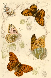 Mariposas fritilaria, siglo XIX