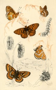 Mariposas fritilaria, siglo XIX