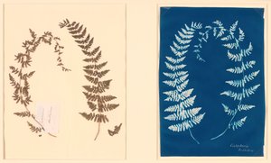 Del álbum Hatton Fern