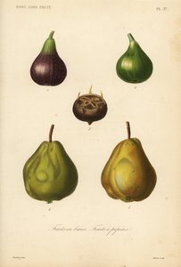 Frutas de pepita y bayas de Unbekannt