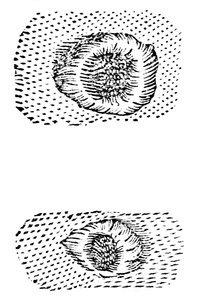 Dibujo de cráteres lunares de Galileo, 1611, c1655 de Unbekannt