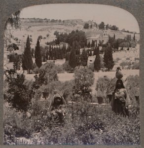 Jardín de Getsemaní y Monte de los Olivos desde los Jardines Griegos, c1900 de Unbekannt