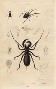 Escorpión látigo gigante, Mastigoproctus giganteus, escarabajo, especie Theratus, y araña de telaraña, especie Theridion de Unbekannt