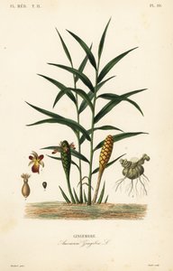 Jengibre o raíz de jengibre, Zingiber officinale, Amomum zingiber de Unbekannt