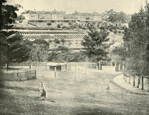 Manicomio de Gladesville, Nueva Gales del Sur, 1901 de Unbekannt