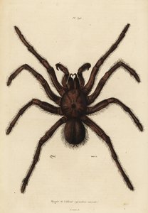 Araña Goliat comedora de aves, Theraphosa blondi de Unbekannt